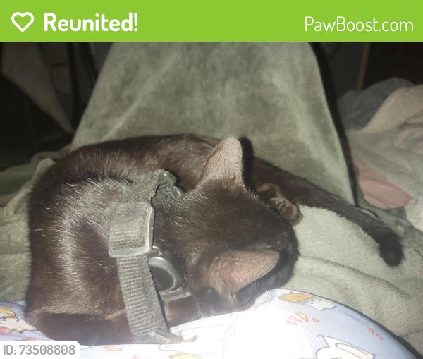 Reunited Female Cat last seen Rua videira cidade patriarca, Cidade Patriarca, SP 03564-050