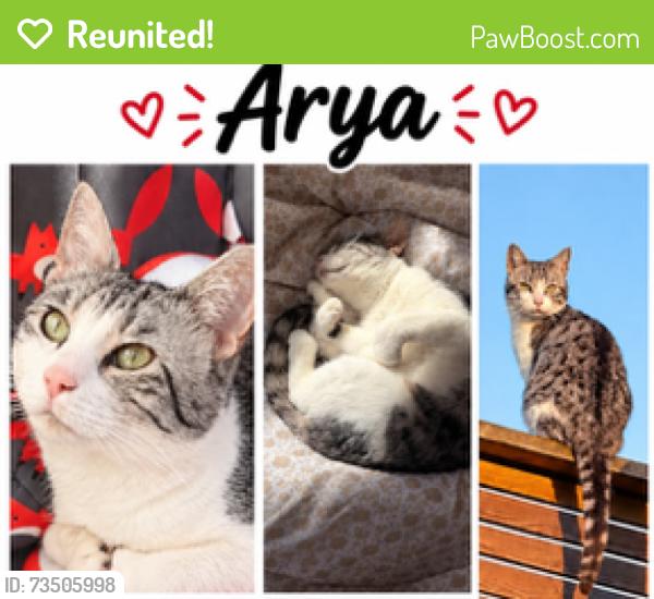 Reunited Female Cat last seen Collinbridge Area, Antrim and Newtownabbey, Northern Ireland 