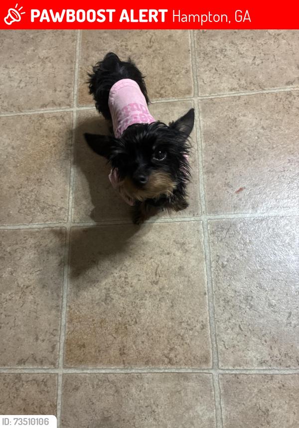Lost Female Dog last seen Landon way, Hampton, GA 30228