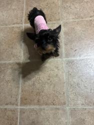 Lost Female Dog last seen Landon way, Hampton, GA 30228