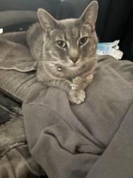 Lost Male Cat last seen RL Turner High school, Carrollton, TX 75006