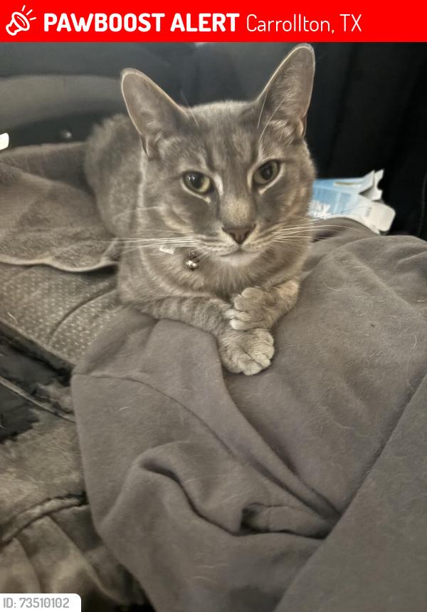Lost Male Cat last seen RL Turner High school, Carrollton, TX 75006
