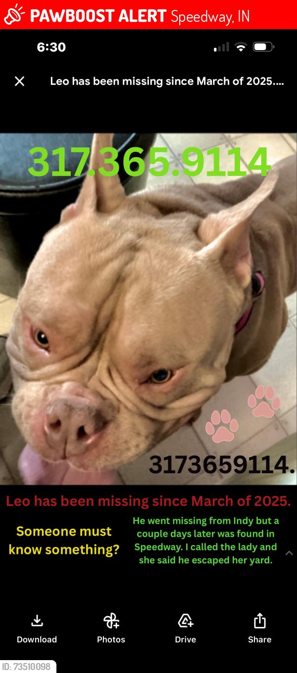 Lost Male Dog last seen Crawfordsville rd, Speedway, IN 46224