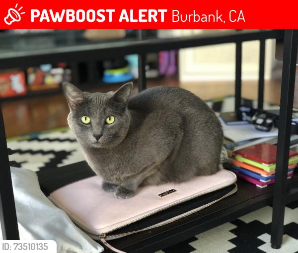 Lost Female Cat last seen 6th Street, Burbank, CA 91501
