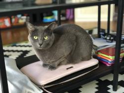 Lost Female Cat last seen 6th Street, Burbank, CA 91501
