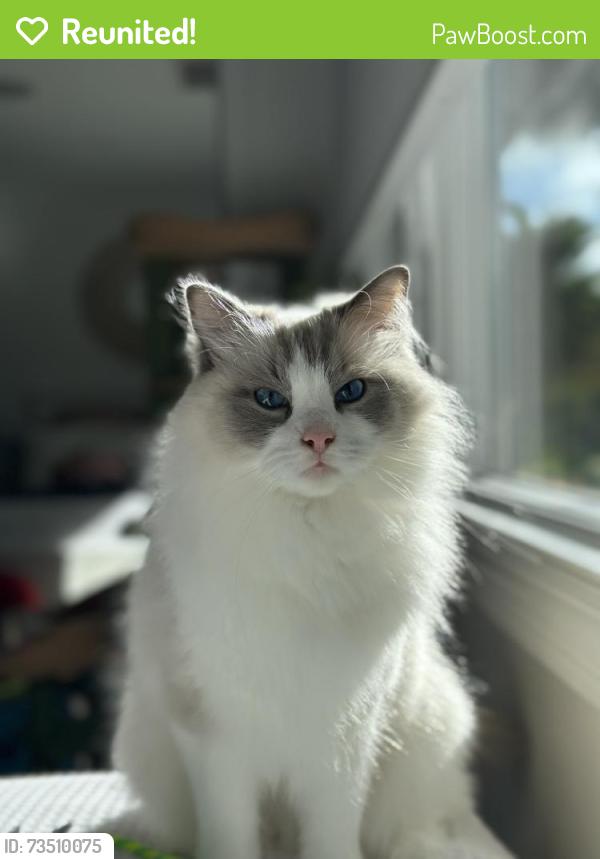Reunited Male Cat last seen Near Edinburg Ave, Cardiff, CA 92007, USA, Encinitas, CA 92007