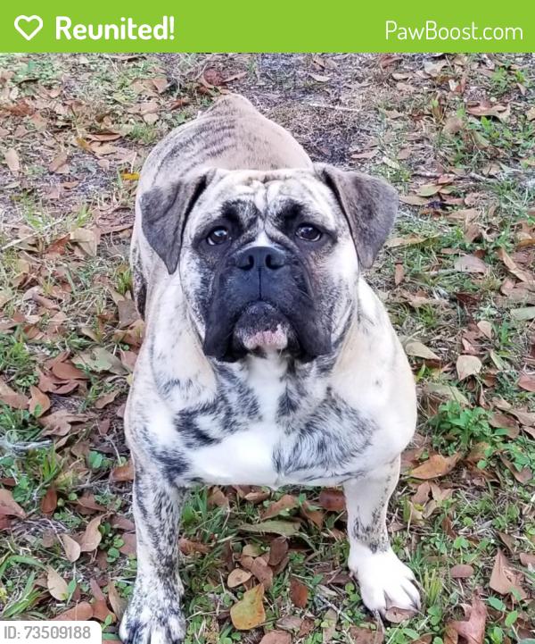 Reunited Male Dog last seen DeSoto rd, n shade ave, Sarasota, FL 34234