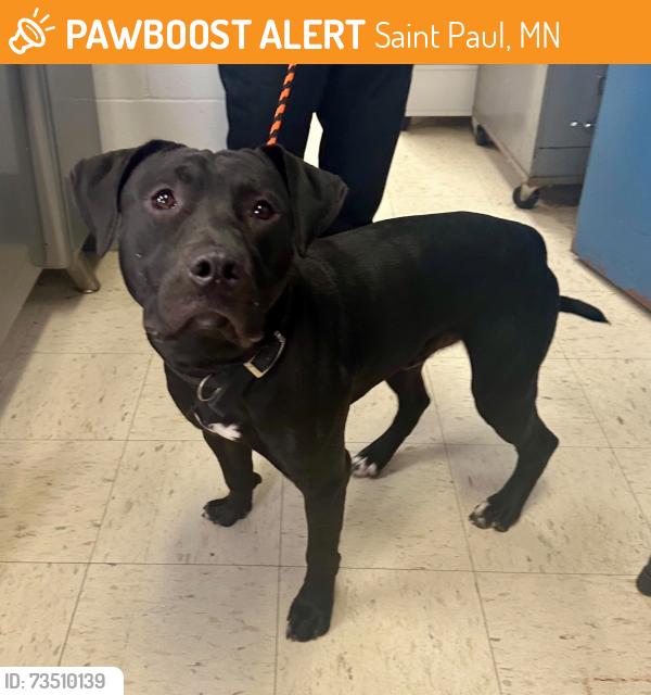 Found/Stray Male Dog last seen Arch and Wales, Saint Paul, MN 55130