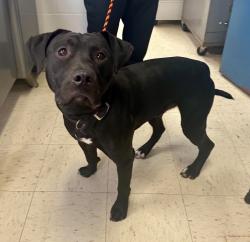 Found/Stray Male Dog last seen Arch and Wales, Saint Paul, MN 55130