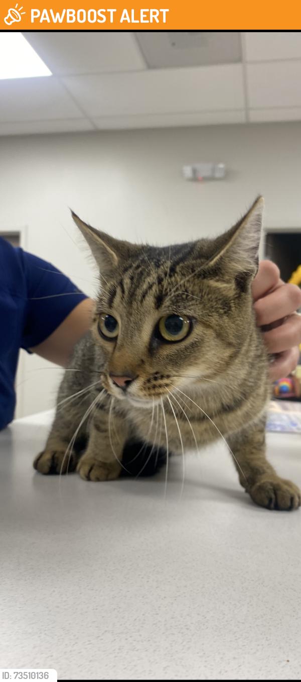 Found/Stray Female Cat last seen Goat Hill Lane, Mount Pleasant Township, PA 15666