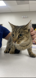 Found/Stray Female Cat last seen Goat Hill Lane, Mount Pleasant Township, PA 15666