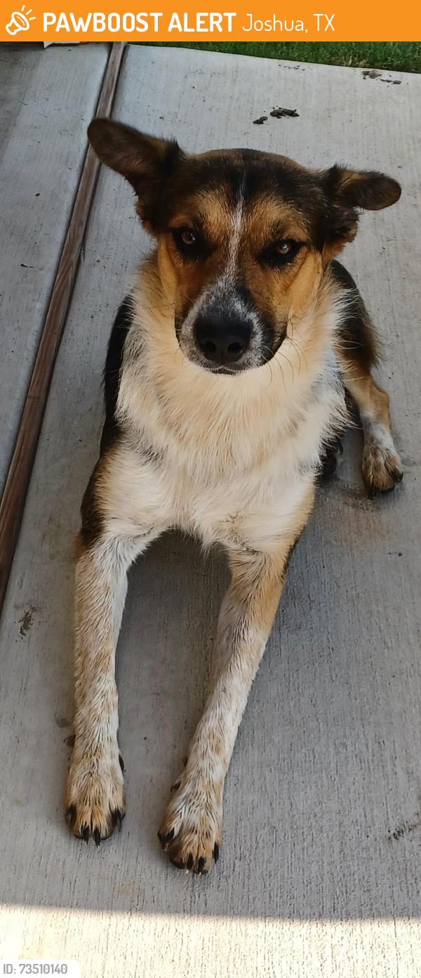 Found/Stray Male Dog last seen Near High Plains Trail, Joshua, TX 76058