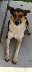 Found/Stray Male Dog last seen Near High Plains Trail, Joshua, TX 76058