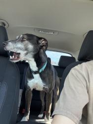 Reunited Female Dog last seen Near Ross Complex, Vancouver, WA 98663