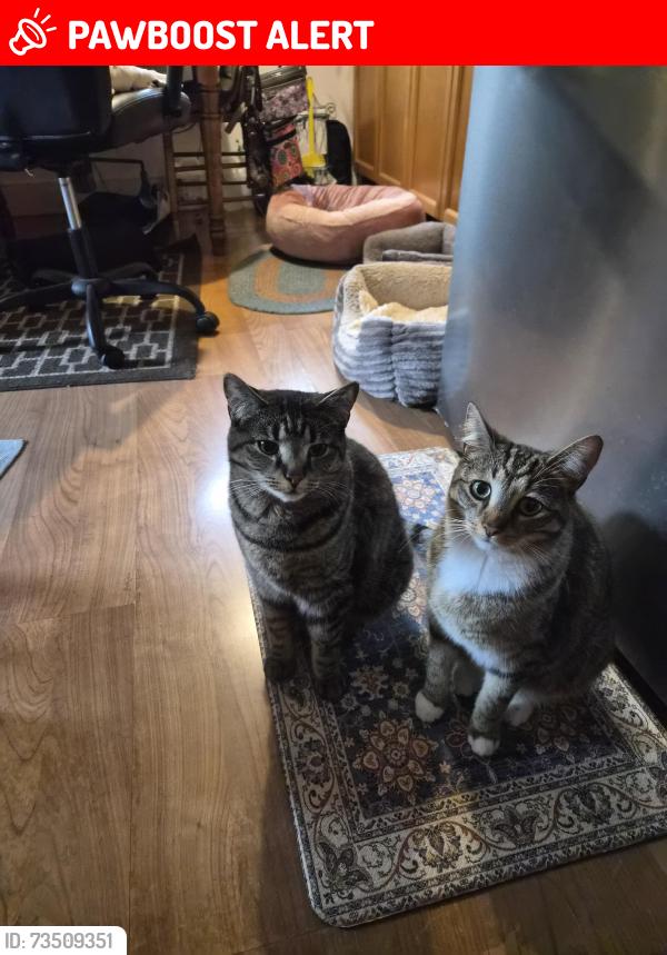 Lost Female Cat last seen Navahoe Rd & Sylvania & Pomona, Cleveland Heights, OH 44121