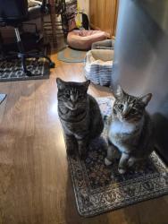 Lost Female Cat last seen Navahoe Rd & Sylvania & Pomona, Cleveland Heights, OH 44121