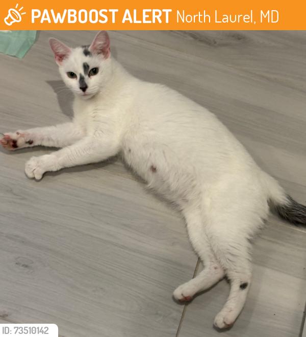 Found/Stray Female Cat last seen Queens Guard Ct and Kings Grant Rd, North Laurel, MD 20723