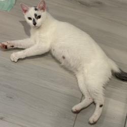 Found/Stray Female Cat last seen Queens Guard Ct and Kings Grant Rd, North Laurel, MD 20723