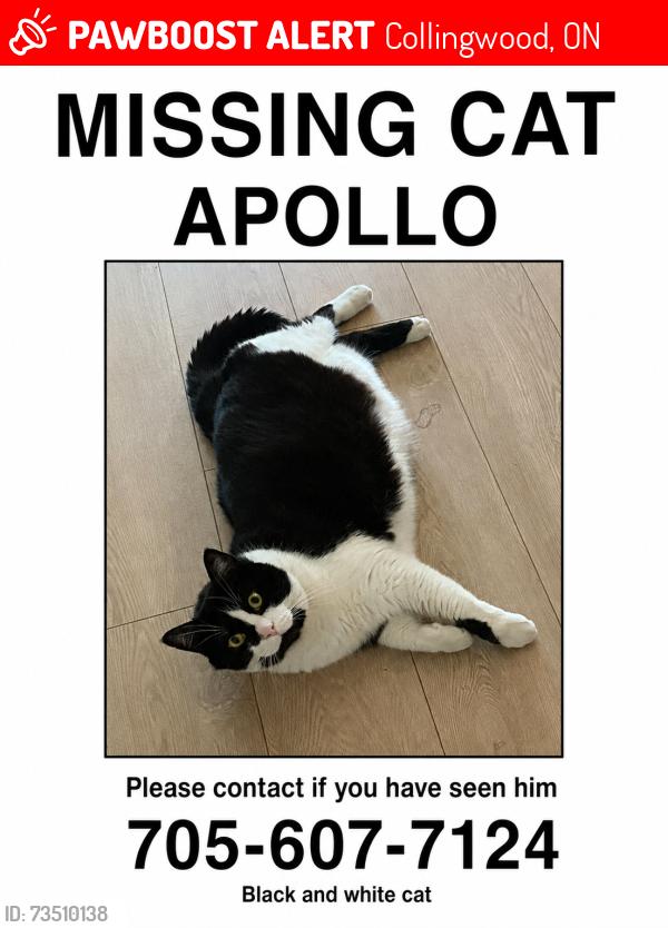 Lost Male Cat last seen Chamberlain cres, collingwood, Collingwood, ON 