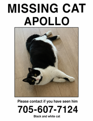 Lost Male Cat last seen Chamberlain cres, collingwood, Collingwood, ON 