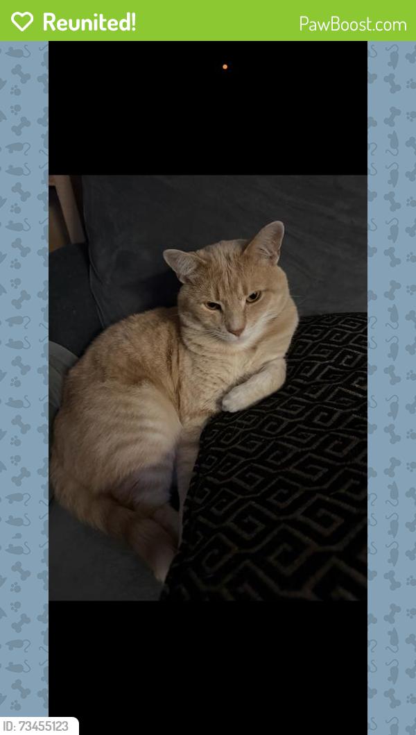 Reunited Male Cat last seen Near Winton Rd, Cincinnati, OH 45231, USA, Cincinnati, OH 45231