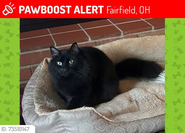 Lost Male Cat last seen Patricia Drive, Fairfield, OH 45014