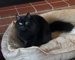 Lost Male Cat last seen Patricia Drive, Fairfield, OH 45014