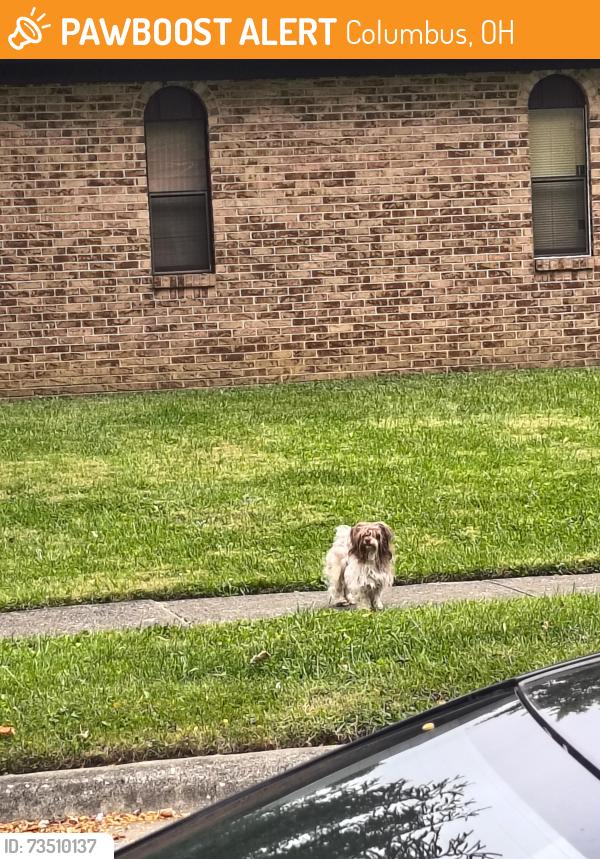 Found/Stray Unknown Dog last seen Clintonview & Hampstead, Columbus, OH 43229