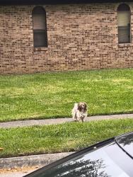 Found/Stray Unknown Dog last seen Clintonview & Hampstead, Columbus, OH 43229