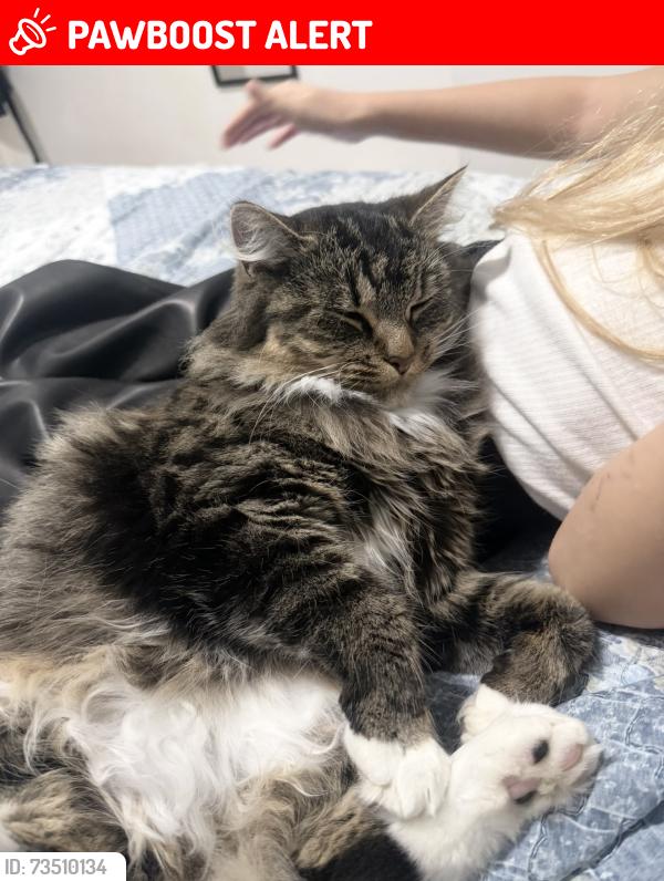 Lost Female Cat last seen Bromley, Greater London, England 