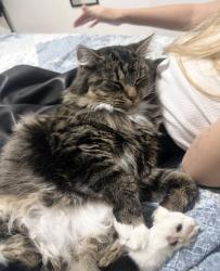 Lost Female Cat last seen Bromley, Greater London, England 
