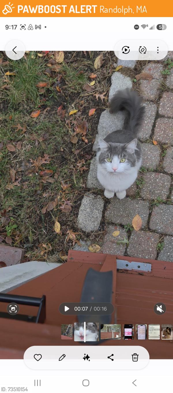 Found/Stray Unknown Cat last seen Corey st, Randolph, MA 02368