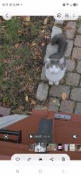 Found/Stray Unknown Cat last seen Corey st, Randolph, MA 02368