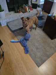 Reunited Female Dog last seen Grundy and Albany, Pensacola, FL 32507