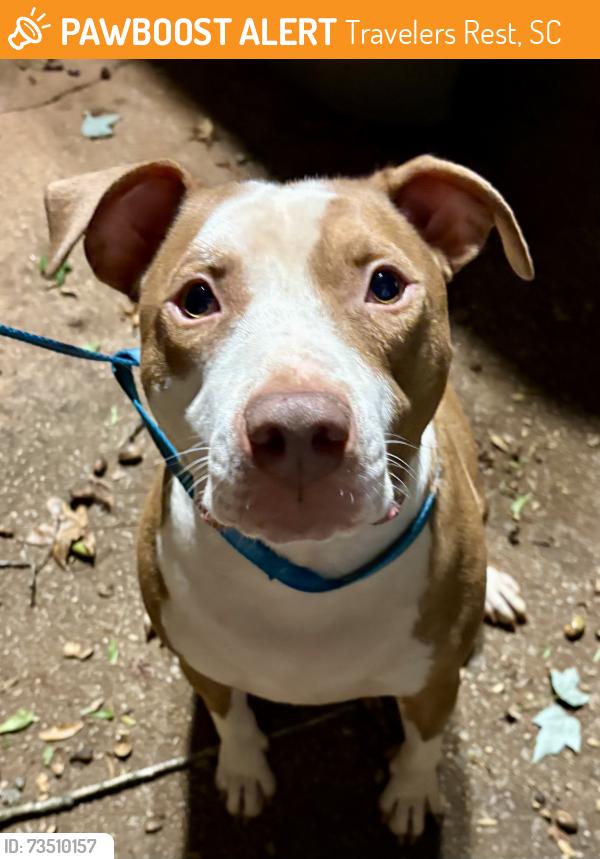 Found/Stray Male Dog last seen Old Buncombe and Altamont, Travelers Rest, SC 29617