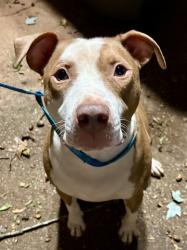 Found/Stray Male Dog last seen Old Buncombe and Altamont, Travelers Rest, SC 29617