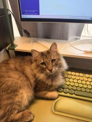 Lost Male Cat last seen Near Stoughton Pl NW, Albuquerque, NM 87114