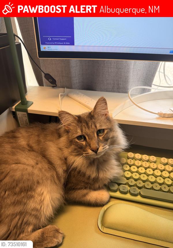 Lost Male Cat last seen Near Stoughton Pl NW, Albuquerque, NM 87114
