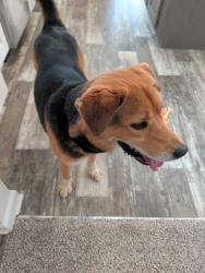 Reunited Male Dog last seen Towles mill rd, Spotsylvania, va, Spotsylvania County, VA 22551