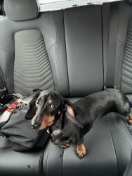 Reunited Female Dog last seen Near riverdale road, Greater Manchester, England M9 8JQ