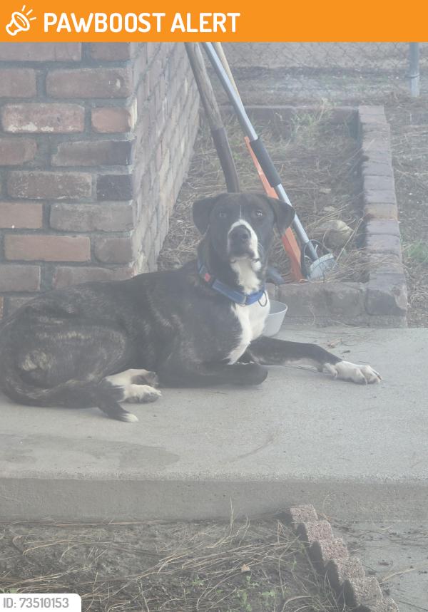 Found/Stray Unknown Dog last seen Haven and Milliken, Rancho Cucamonga, CA 91764