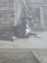 Found/Stray Unknown Dog last seen Haven and Milliken, Rancho Cucamonga, CA 91764