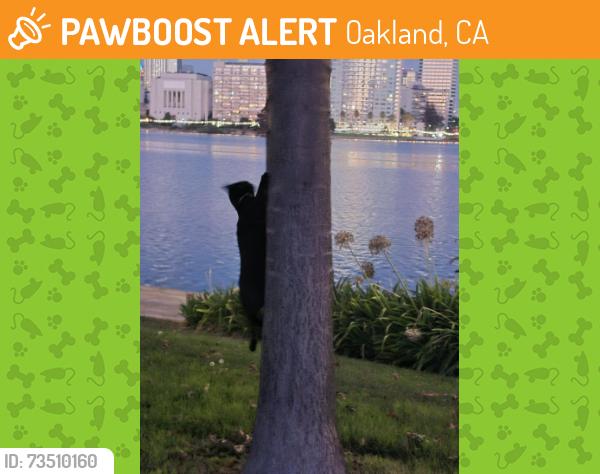 Found/Stray Unknown Cat last seen Hanover & Lakeshore (near the inner path along Lake Merritt by the water), Oakland, CA 94606