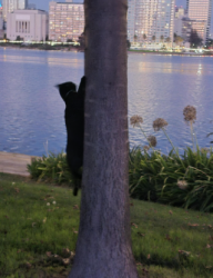 Found/Stray Unknown Cat last seen Hanover & Lakeshore (near the inner path along Lake Merritt by the water), Oakland, CA 94606
