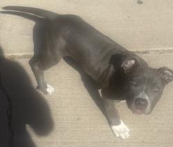 Lost Female Dog last seen Malaya and Mitchell, Denver, CO 80249
