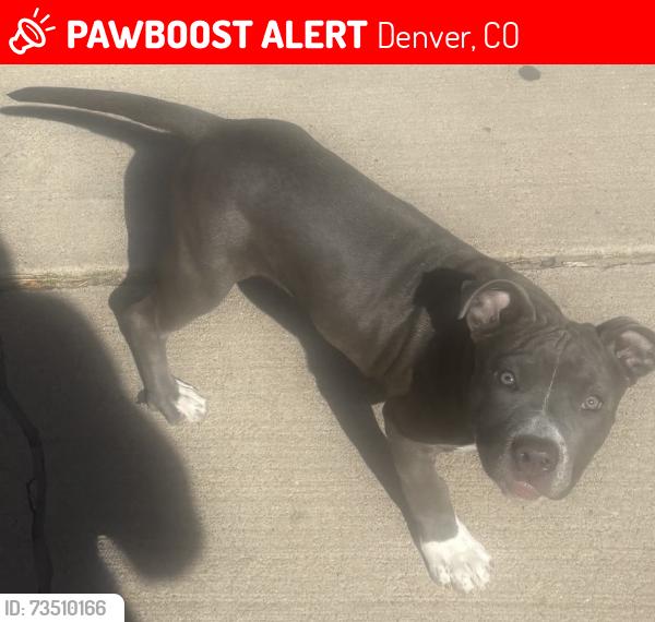 Lost Female Dog last seen Malaya and Mitchell, Denver, CO 80249