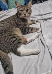 Lost Male Cat last seen Charlton manor school, Greater London, England SE7 7BN
