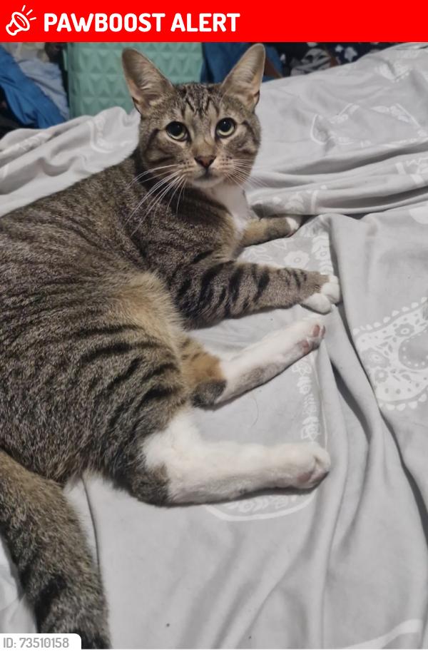 Lost Male Cat last seen Charlton manor school, Greater London, England SE7 7BN