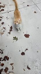 Found/Stray Unknown Cat last seen New Walkertown Rd and Kem Drive, Winston-Salem, NC 27105