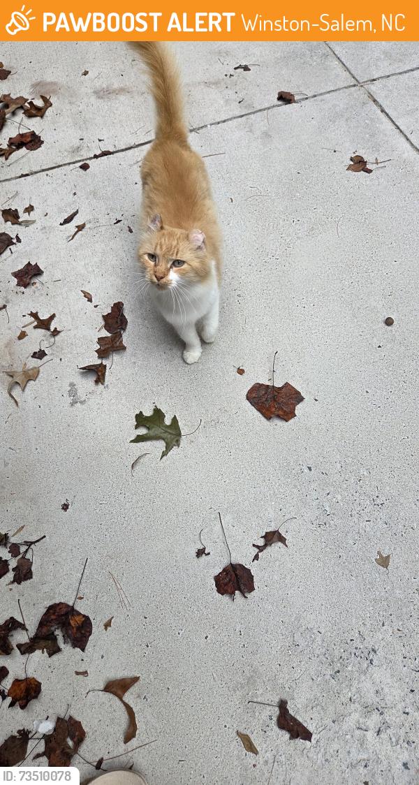 Found/Stray Unknown Cat last seen New Walkertown Rd and Kem Drive, Winston-Salem, NC 27105